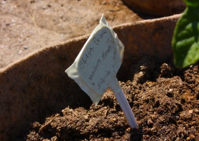 firstSteps_stPatricksGardenClub_19