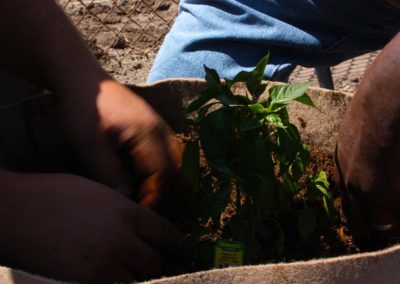 firstSteps_stPatricksGardenClub_25