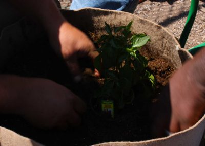 firstSteps_stPatricksGardenClub_26