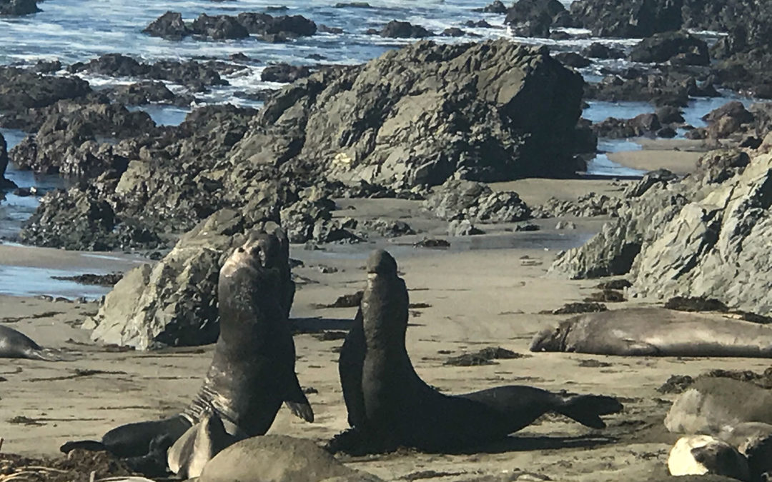 Our trip to visit the elephant seals